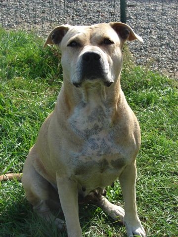 Siska Of oka dog's