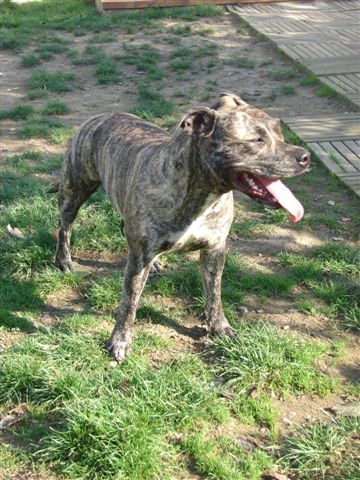 Athena de Lady Siska