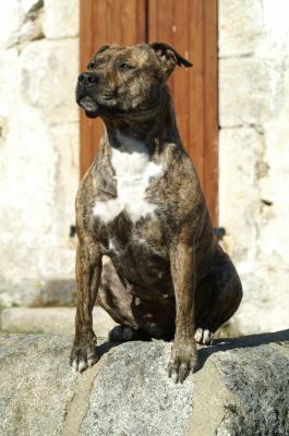 Akita dite bouba de Lady Siska