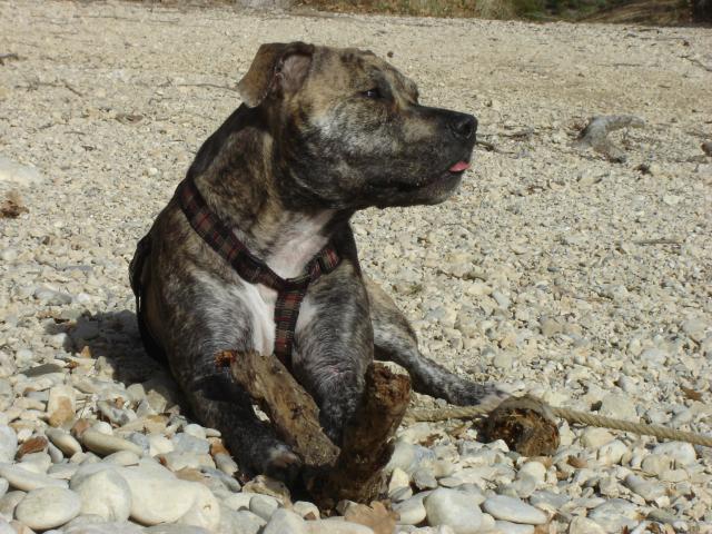 Amazone dite maya de Lady Siska