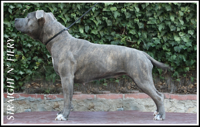 Alona blue de Lady Siska