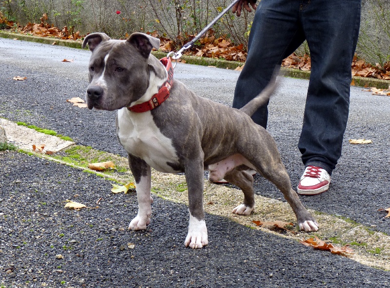 Die Hard Djembee de Lady Siska