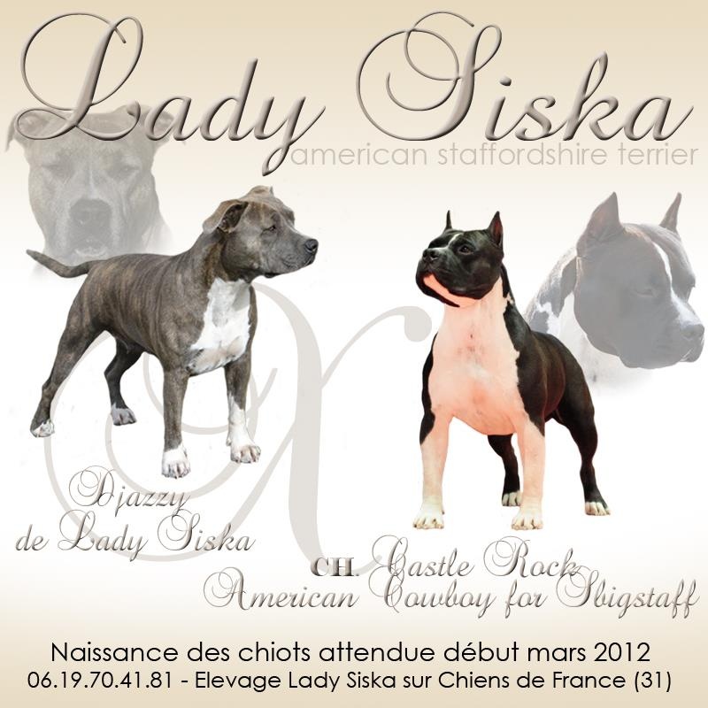 de Lady Siska - American Staffordshire Terrier - Portée née le 08/03/2012