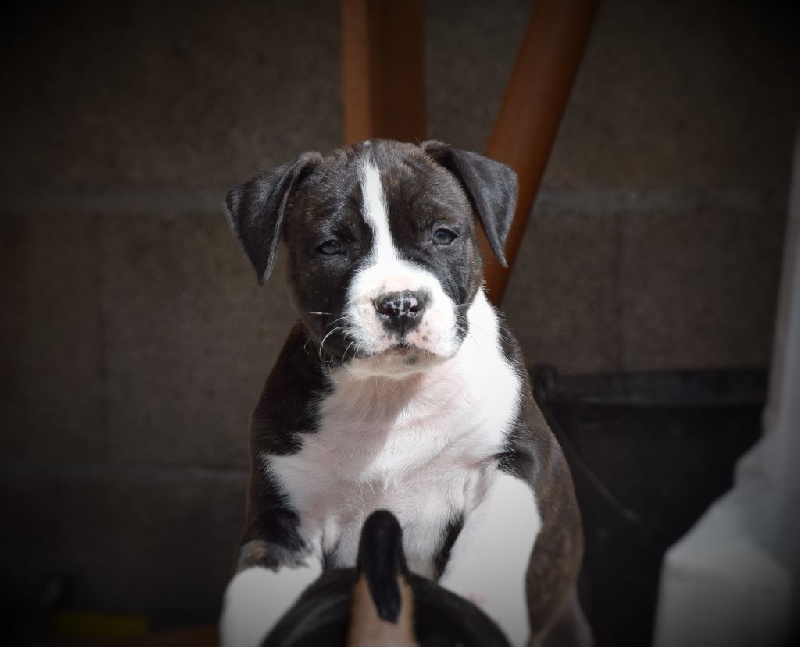 de Lady Siska - American Staffordshire Terrier - Portée née le 22/02/2016
